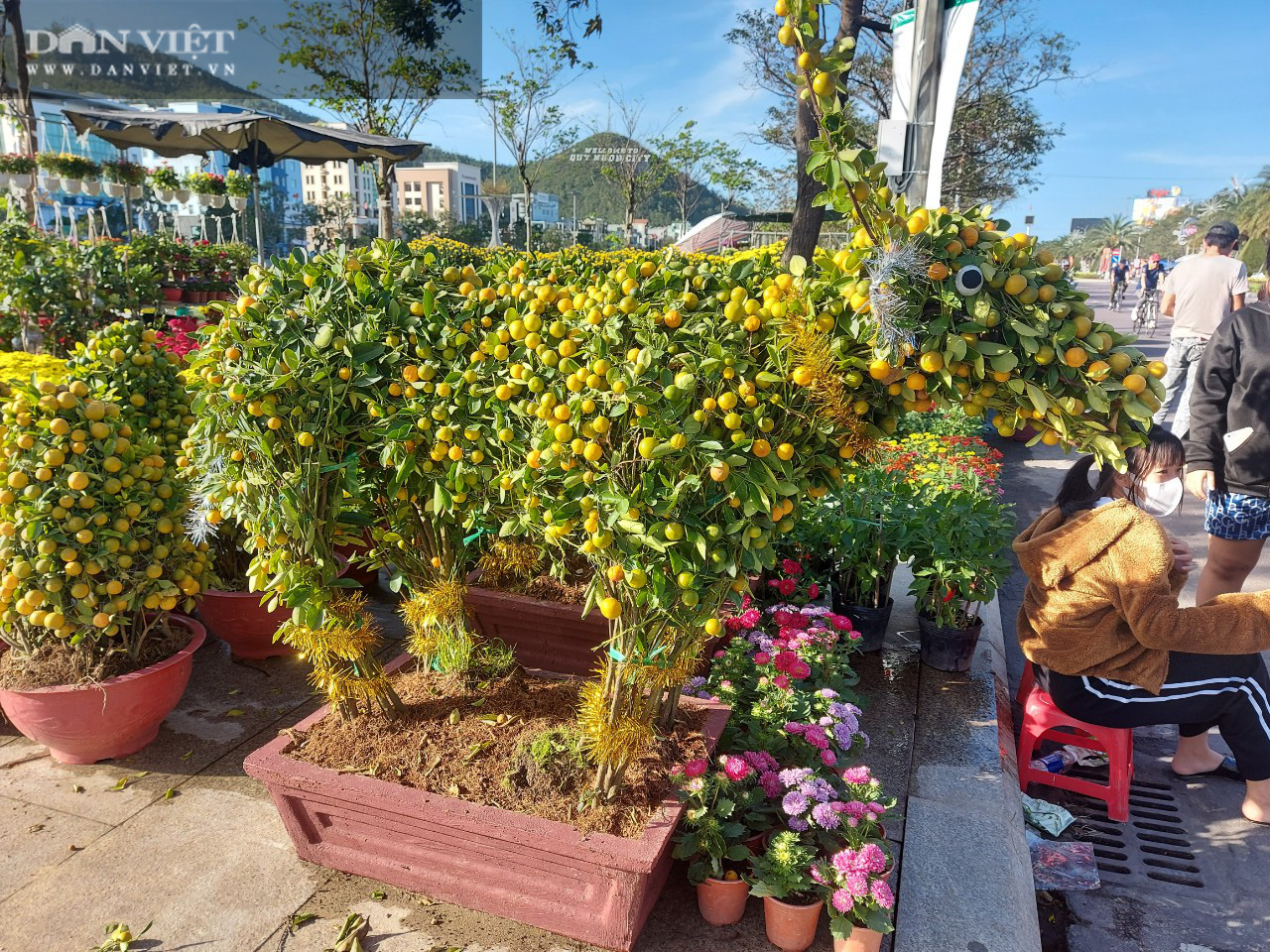 Độc lạ: Hàng chục gốc quất bonsai “biến” thành hình con trâu, trái xanh vàng mọc chi chít, bán với giá 5 triệu đồng/chậu  - Ảnh 4.