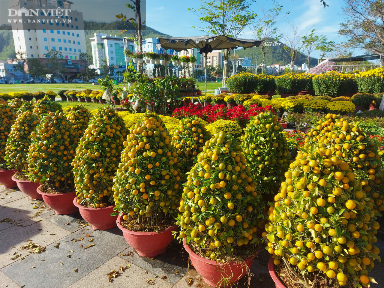Độc lạ: Hàng chục gốc quất bonsai “biến” thành hình con trâu, trái xanh vàng mọc chi chít, bán với giá 5 triệu đồng/chậu  - Ảnh 8.