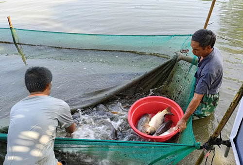 Bình Thuận: Ở nơi này nuôi cá chép gì mà thịt ăn sần sật, kéo lưới bắt cá nhiều người muốn xem? - Ảnh 2.