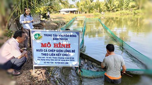 Bình Thuận: Ở nơi này nuôi cá chép gì mà thịt ăn sần sật, kéo lưới bắt cá nhiều người muốn xem? - Ảnh 1.