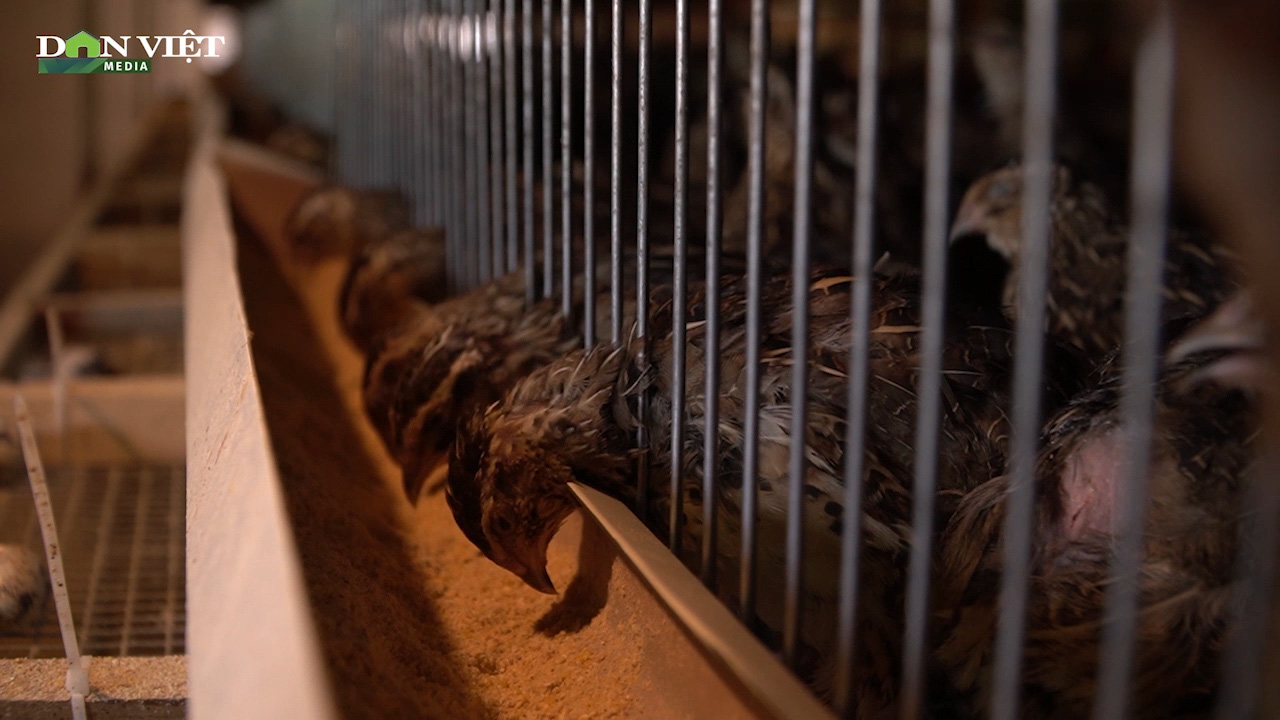 Kỹ thuật nuôi chim cút thịt mô hình chăn nuôi mang lại hiệu quả kinh tế cao