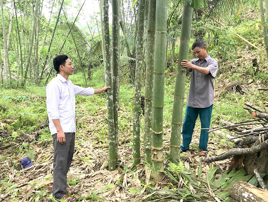 Tuyên Quang: Vùng đất này dân trồng thứ xây thẳng tuồn tuột, cả năm chả phải chăm mà vẫn thu lãi đều - Ảnh 1.