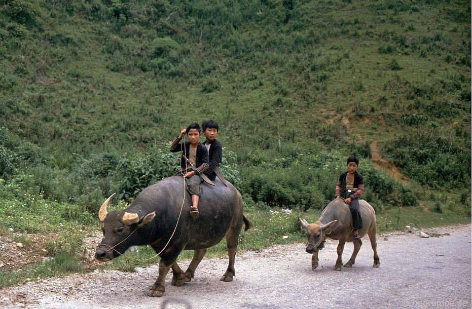 CHÙM ẢNH cực chất về những chú trâu ở Việt Nam năm 1992 - Ảnh 1.