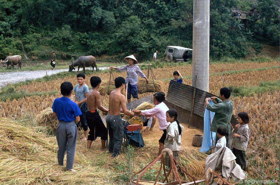 CHÙM ẢNH cực chất về những chú trâu ở Việt Nam năm 1992 - Ảnh 12.