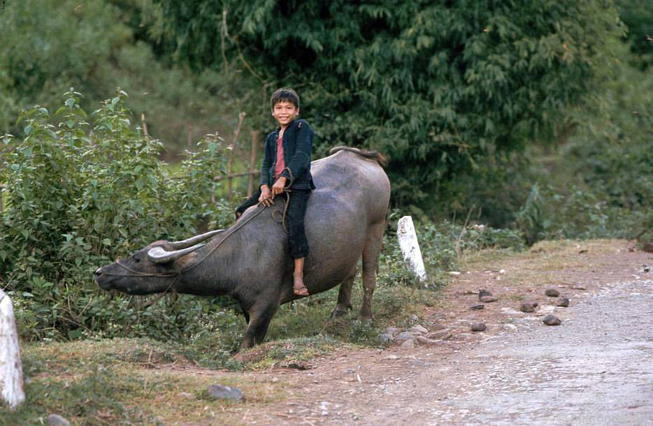 CHÙM ẢNH cực chất về những chú trâu ở Việt Nam năm 1992 - Ảnh 2.
