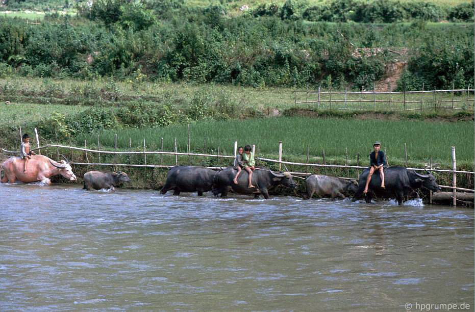 CHÙM ẢNH cực chất về những chú trâu ở Việt Nam năm 1992 - Ảnh 3.