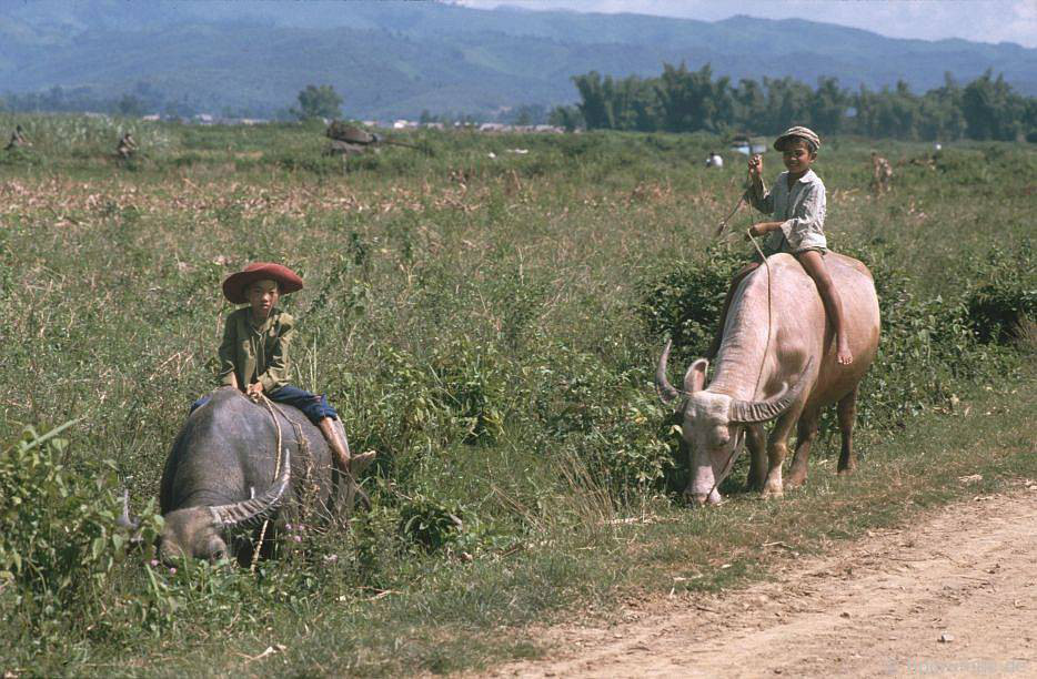 CHÙM ẢNH cực chất về những chú trâu ở Việt Nam năm 1992 - Ảnh 4.