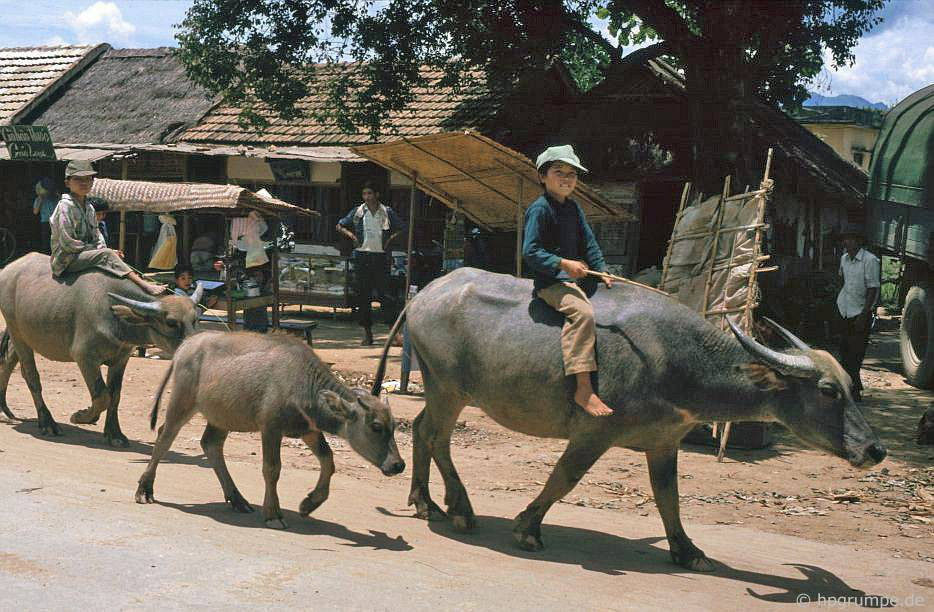 CHÙM ẢNH cực chất về những chú trâu ở Việt Nam năm 1992 - Ảnh 7.