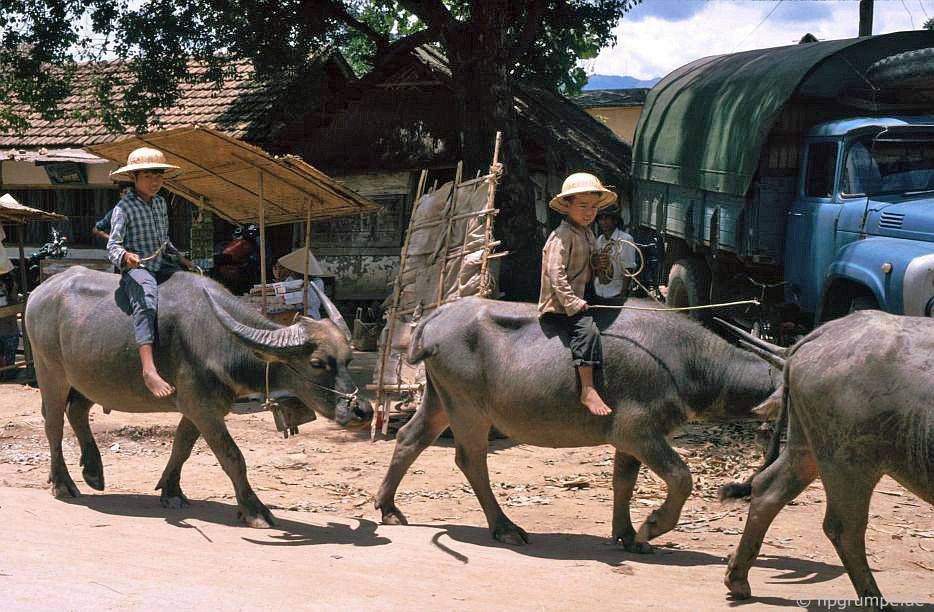 CHÙM ẢNH cực chất về những chú trâu ở Việt Nam năm 1992 - Ảnh 8.
