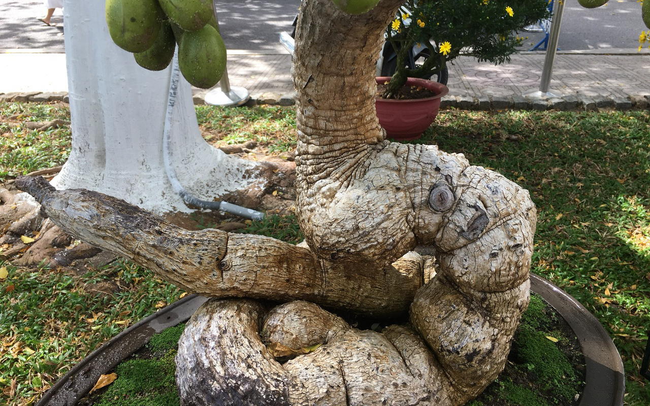 Xuất lộ 1 cây me bonsai lạ, 1 cây cóc gốc cuộn tròn như rắn hổ mang ở TP Nha Trang