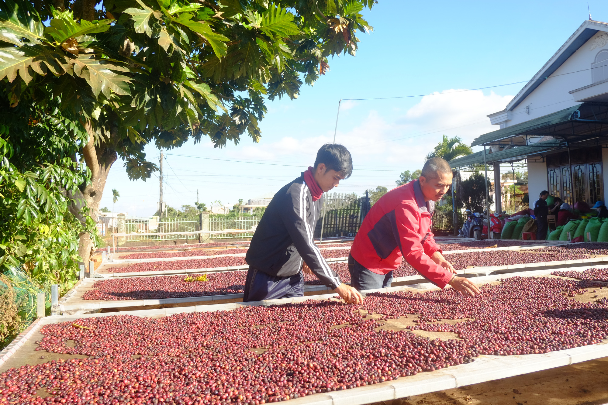 Nhu cầu tiêu thụ cà phê do giãn cách chống Covid-19 tăng, xuất khẩu cà phê khởi sắc - Ảnh 1.