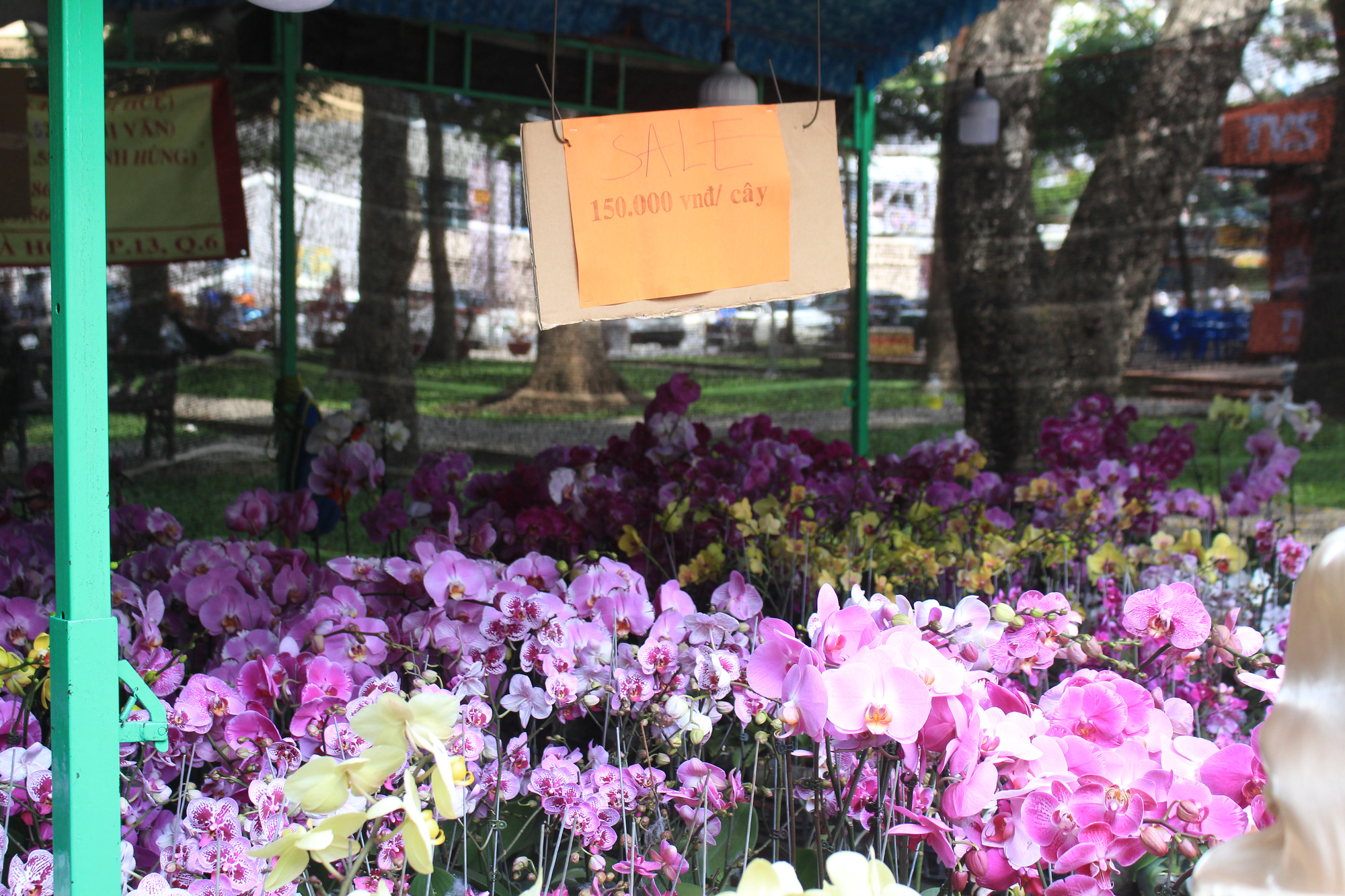 Chợ hoa &quot;nhà giàu&quot; Sài Gòn chỉ còn hơn chục cây đào, nhiều người bắt đầu đổ xô đi mua hoa - Ảnh 9.