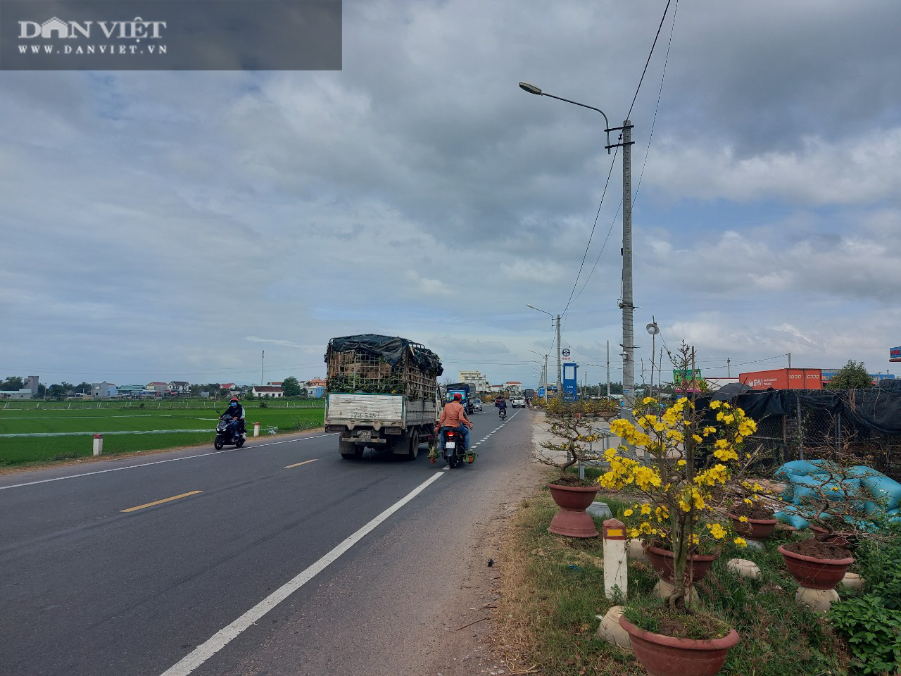 “Hiếm thấy” trên đường về quê 30 Tết, mai vàng Bình Định “bung lụa” nở vàng rực dọc quốc lộ 1 - Ảnh 12.