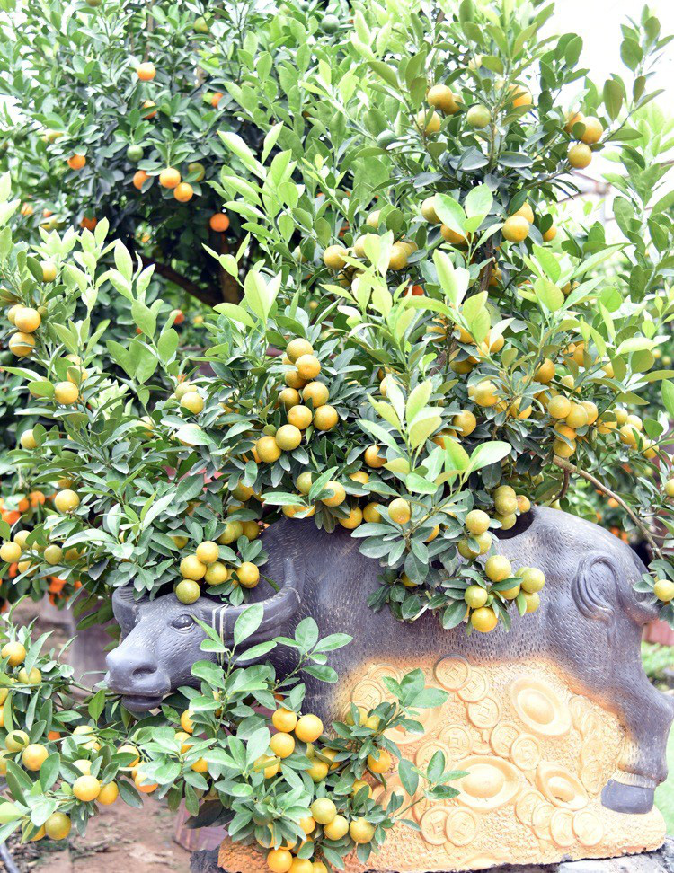 Xuân Tân Sửu 2021: Điểm danh loạt siêu phẩm trâu vàng “cõng” cây gây “sốt” dịp Tết - Ảnh 6.