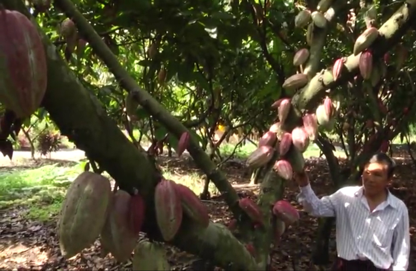 Đồng Nai: Người tìm hướng đi vững chắc cho cây cacao Xuân Lộc - Ảnh 3.