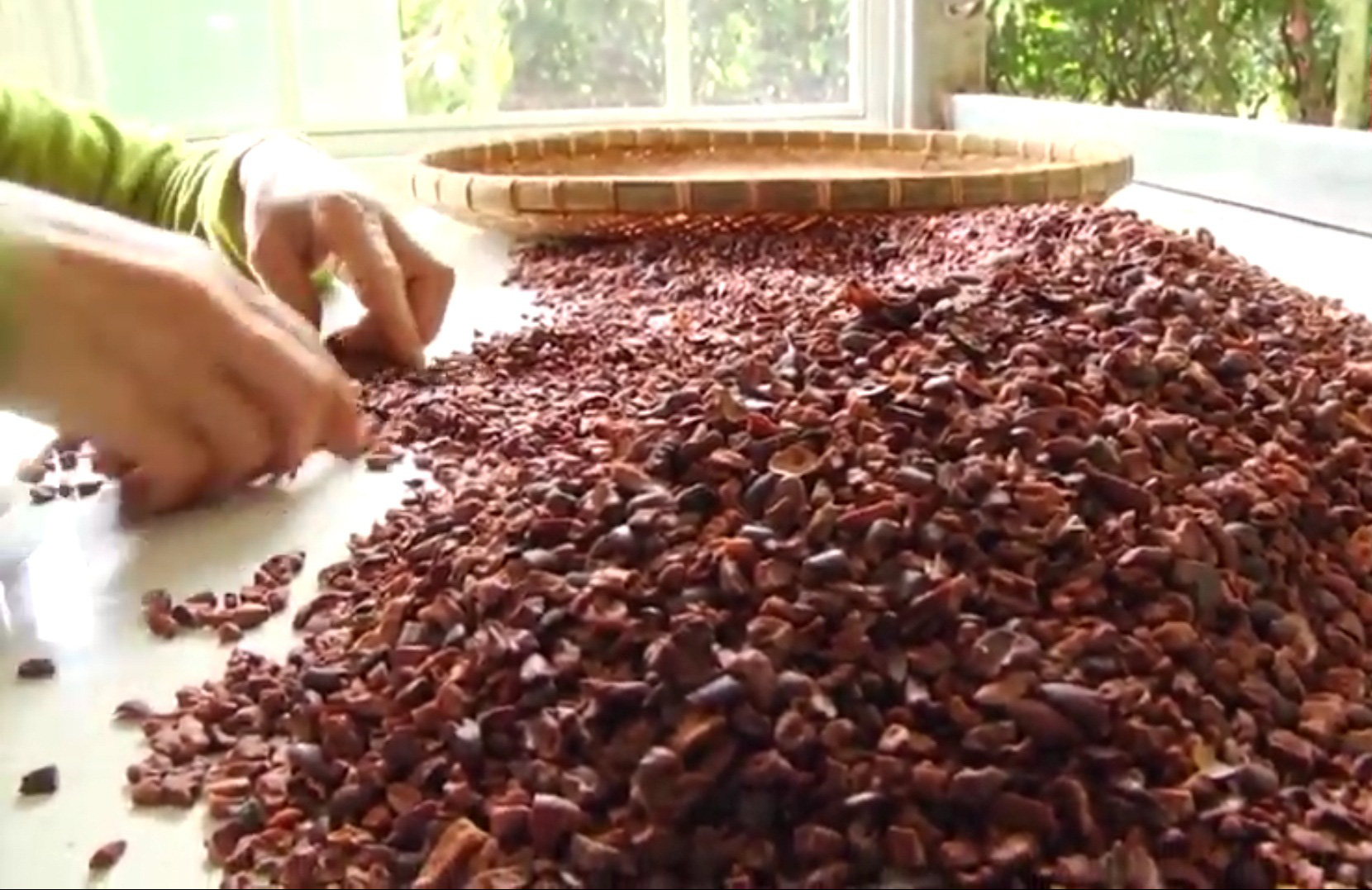 Đồng Nai: Người tìm hướng đi vững chắc cho cây cacao Xuân Lộc - Ảnh 5.