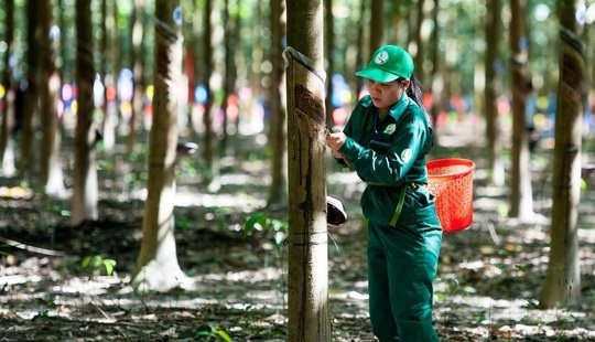 Tập đoàn Cao Su Việt Nam cho mượn đất làm nhà ở để bị lấn, chiếm chưa thu hồi được - Ảnh 3.