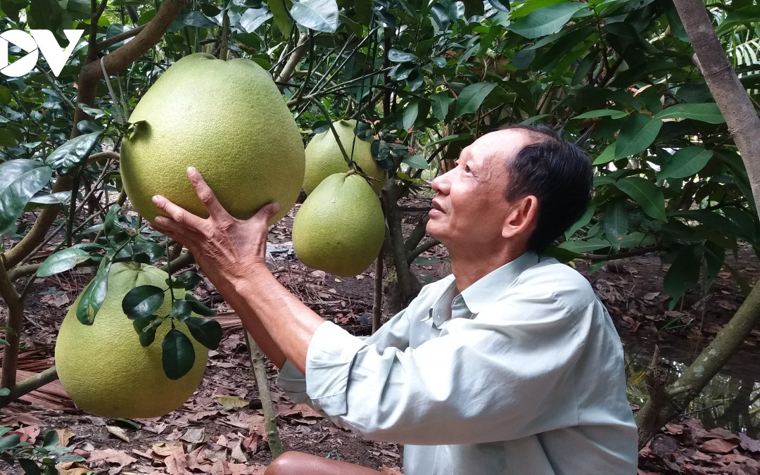Tiền Giang: Nông dân trồng giống bưởi gì lạ quá, doanh nghiệp ở Sài Gòn xuống đặt mua tới tấp