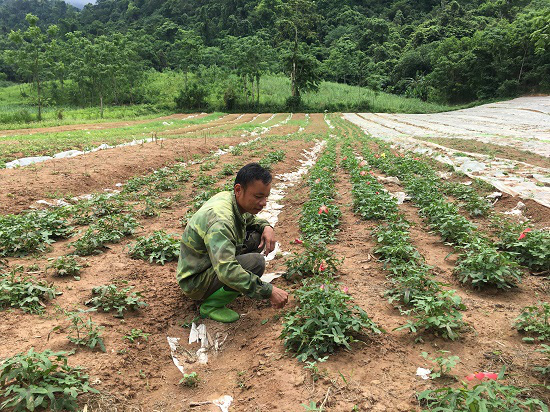 Thanh Hóa: Nơi núi non hẻo lánh, nông dân trồng thứ sâm gì mà đào lên toàn củ to bự, trắng hếu, bán đắt tiền - Ảnh 1.