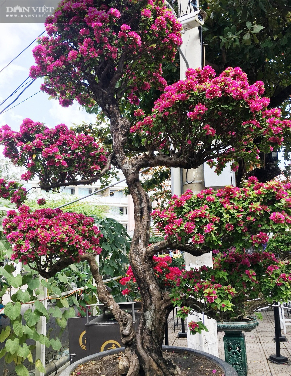 Nha Trang: Ngắm những chậu hoa giấy có dáng cực độc lại ra hoa rực rỡ - Ảnh 5.