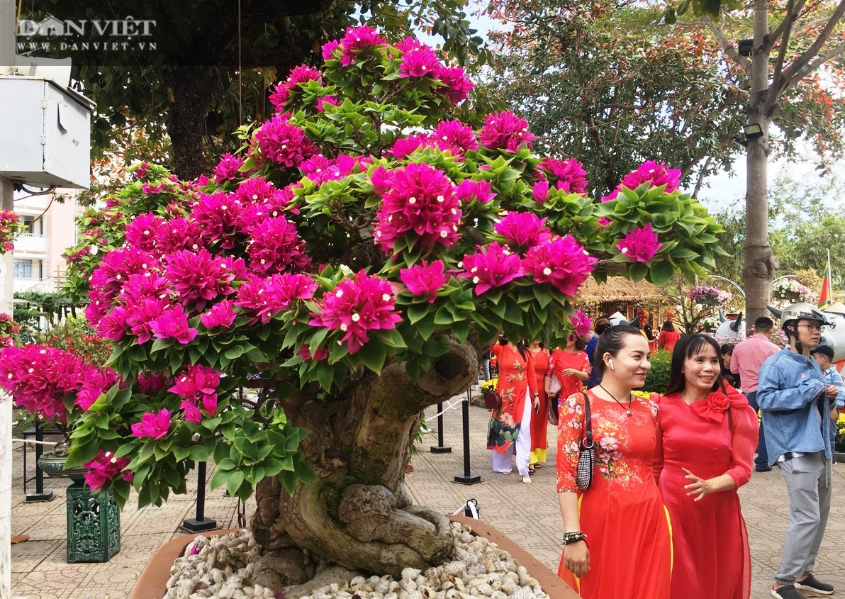 Nha Trang: Ngắm những chậu hoa giấy có dáng cực độc lại ra hoa rực rỡ - Ảnh 3.