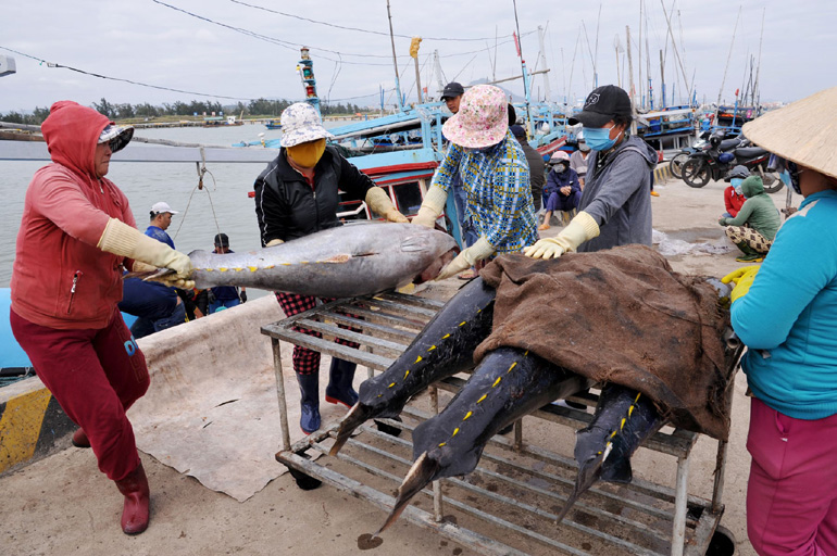 Phú Yên: Ngư dân bắt được toàn cá khủng, loài cá gì mà  có có con nặng gần 1 tạ? - Ảnh 3.