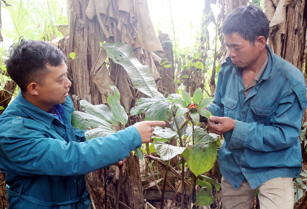 Khu vườn bí ẩn trồng cây rắn cắn-cây thuốc quý hiếm mà thương lái ...