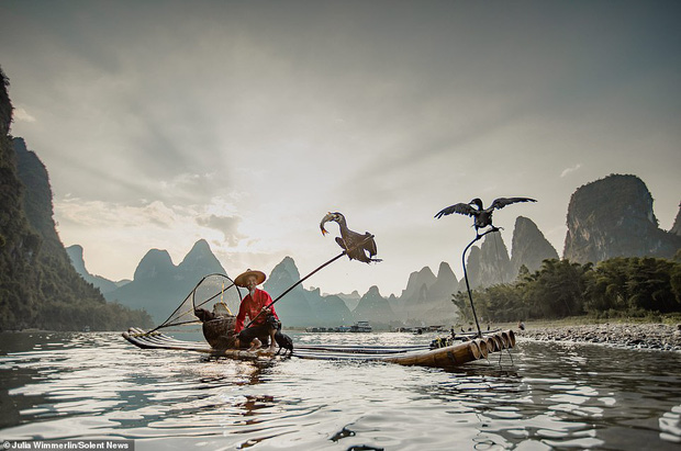 Độc đáo phương pháp đánh cá bằng chim cốc của ngư dân ở Trung Quốc - Ảnh 3.