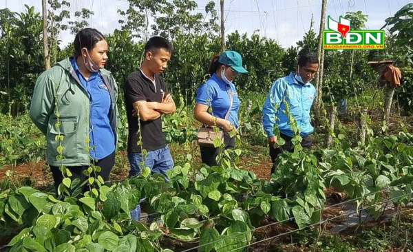 Đắk Nông: Trồng thứ cây dây leo có chữ sâm, tốt um tùm, cứ vặt lá bán mỗi tháng lời 30 triệu đồng - Ảnh 1.