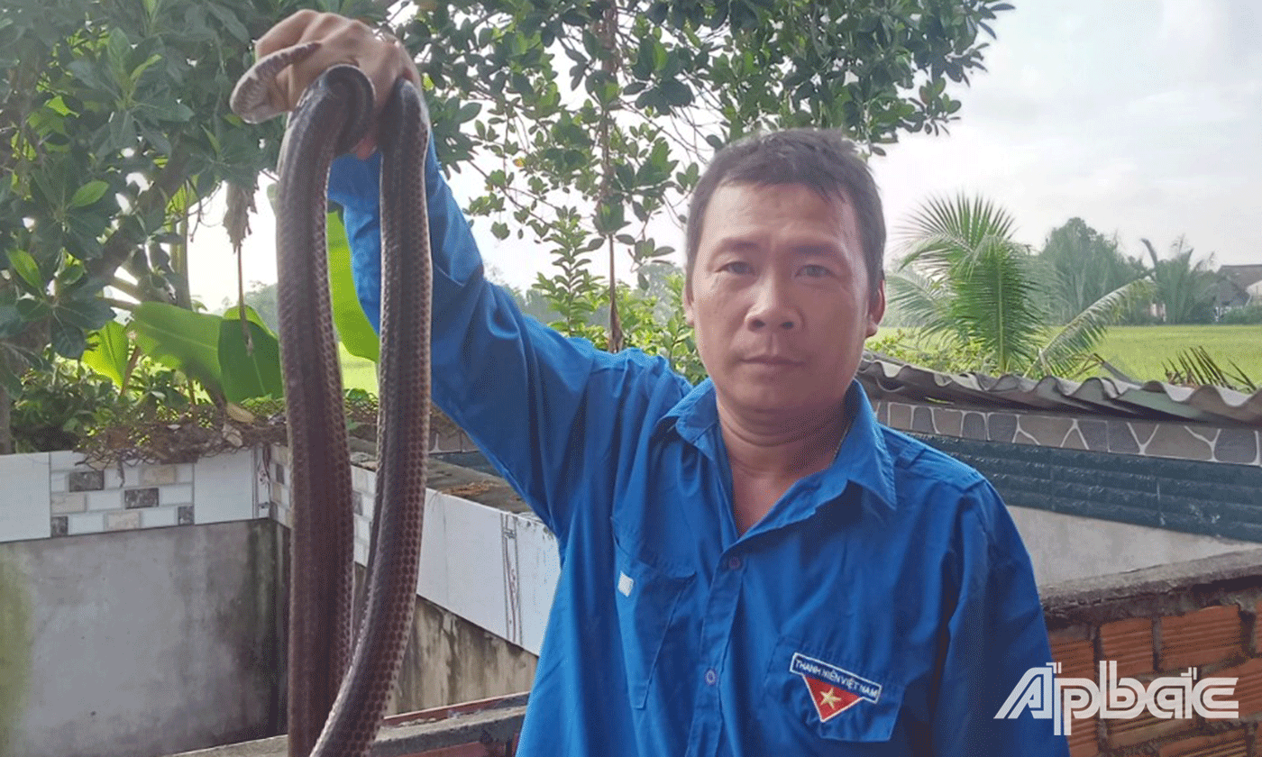 Ông nông dân tỉnh Tiền Giang nuôi la liệt rắn trong chuồng, vơ 1 cái bắt được cả đống, nhiều người xem "hết hồn" - Ảnh 1.