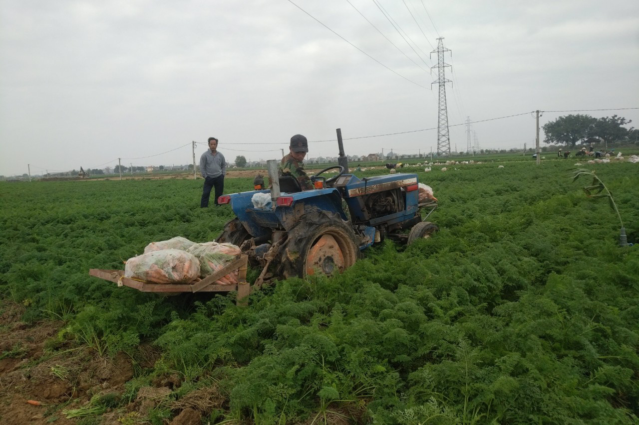 Hải Dương đề nghị các tỉnh, thành phố giáp ranh hỗ trợ  lưu thông nông sản - Ảnh 2.