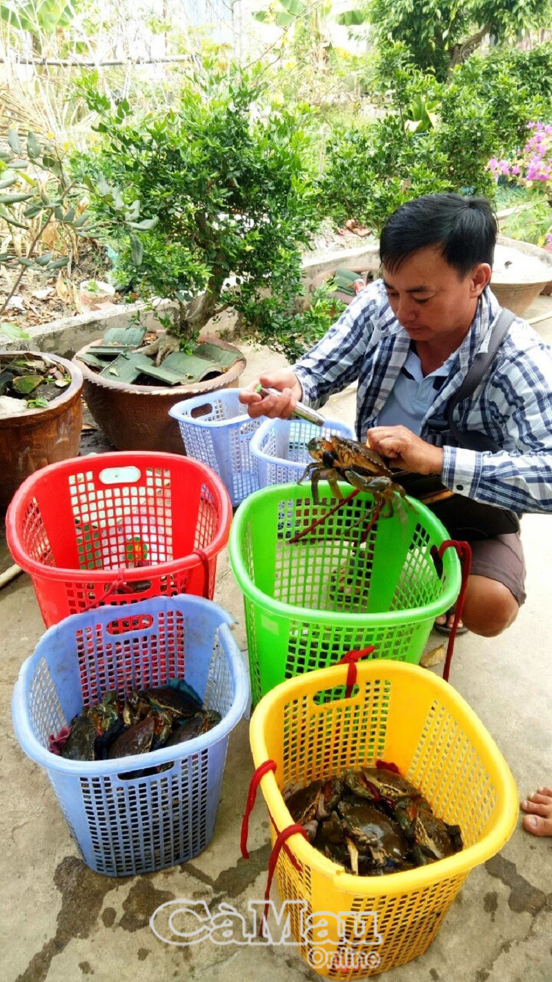 Cà Mau: Giá cua biển tăng cao chưa từng thấy, có loại 1 triệu/ký, nhà nào bắt cua bán thì trúng đậm dịp đầu năm - Ảnh 2.