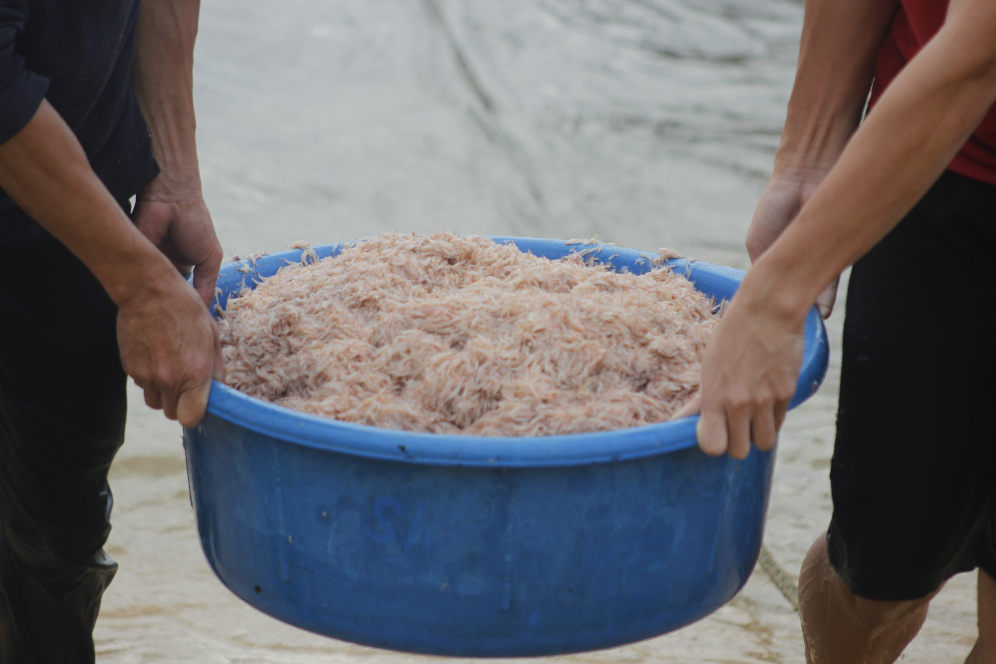 Ngư dân Quảng Bình săn “lộc biển” đầu năm cập bến đầy khoang cá, ruốc biển - Ảnh 3.