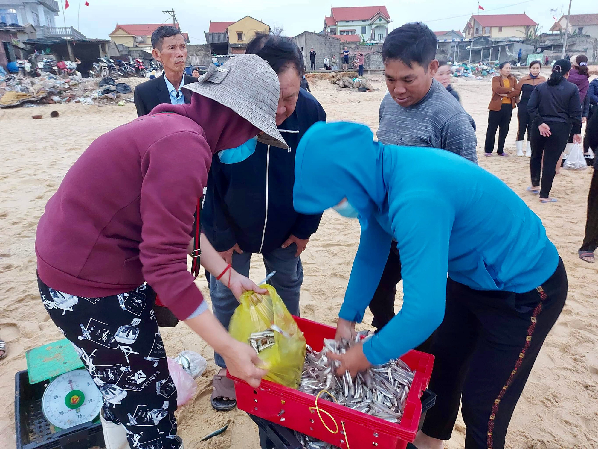 Ngư dân Quảng Bình săn “lộc biển” đầu năm cập bến đầy khoang cá, ruốc biển - Ảnh 4.