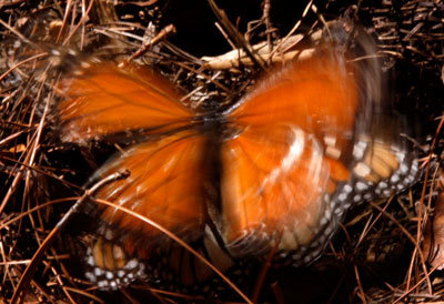 Hành trình di cư đáng kinh ngạc của hàng triệu chú bướm vua - Ảnh 2.