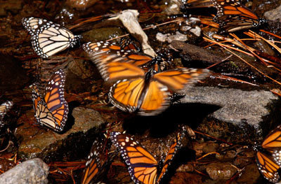 Hành trình di cư đáng kinh ngạc của hàng triệu chú bướm vua - Ảnh 3.