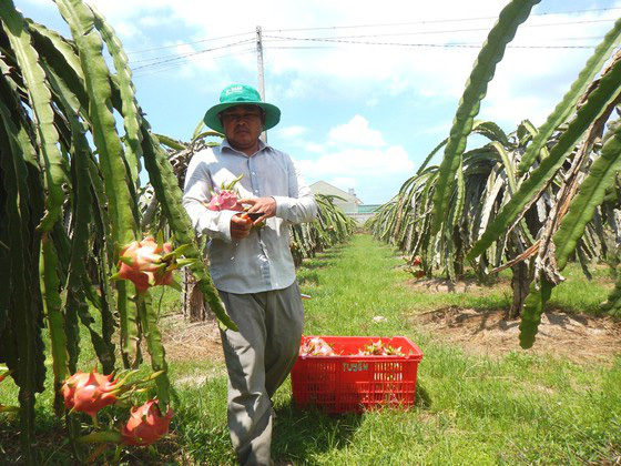 Bình Thuận: Ra Tết, giá thanh long bất ngờ tăng mạnh, ông Chủ tịch Hiệp hội lý giải thế này - Ảnh 1.