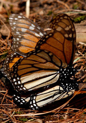 Hành trình di cư đáng kinh ngạc của hàng triệu chú bướm vua - Ảnh 4.