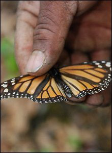 Hành trình di cư đáng kinh ngạc của hàng triệu chú bướm vua - Ảnh 7.