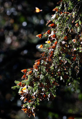 Hành trình di cư đáng kinh ngạc của hàng triệu chú bướm vua - Ảnh 8.