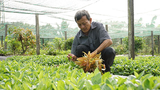 Tây Ninh: Nông dân trồng rau rừng tươi non, bán giá đắt siêu thị lớn nhất TP HCM vẫn đặt mua - Ảnh 1.