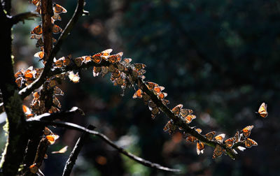 Hành trình di cư đáng kinh ngạc của hàng triệu chú bướm vua - Ảnh 9.