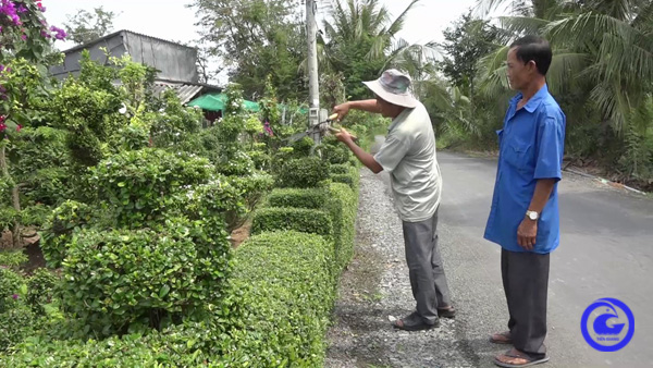 Một ông nông dân tỉnh Tiền Giang bỏ ra 30 năm chỉ trồng hàng rào nông thôn mới đẹp mê li, ai cũng phục lăn - Ảnh 1.