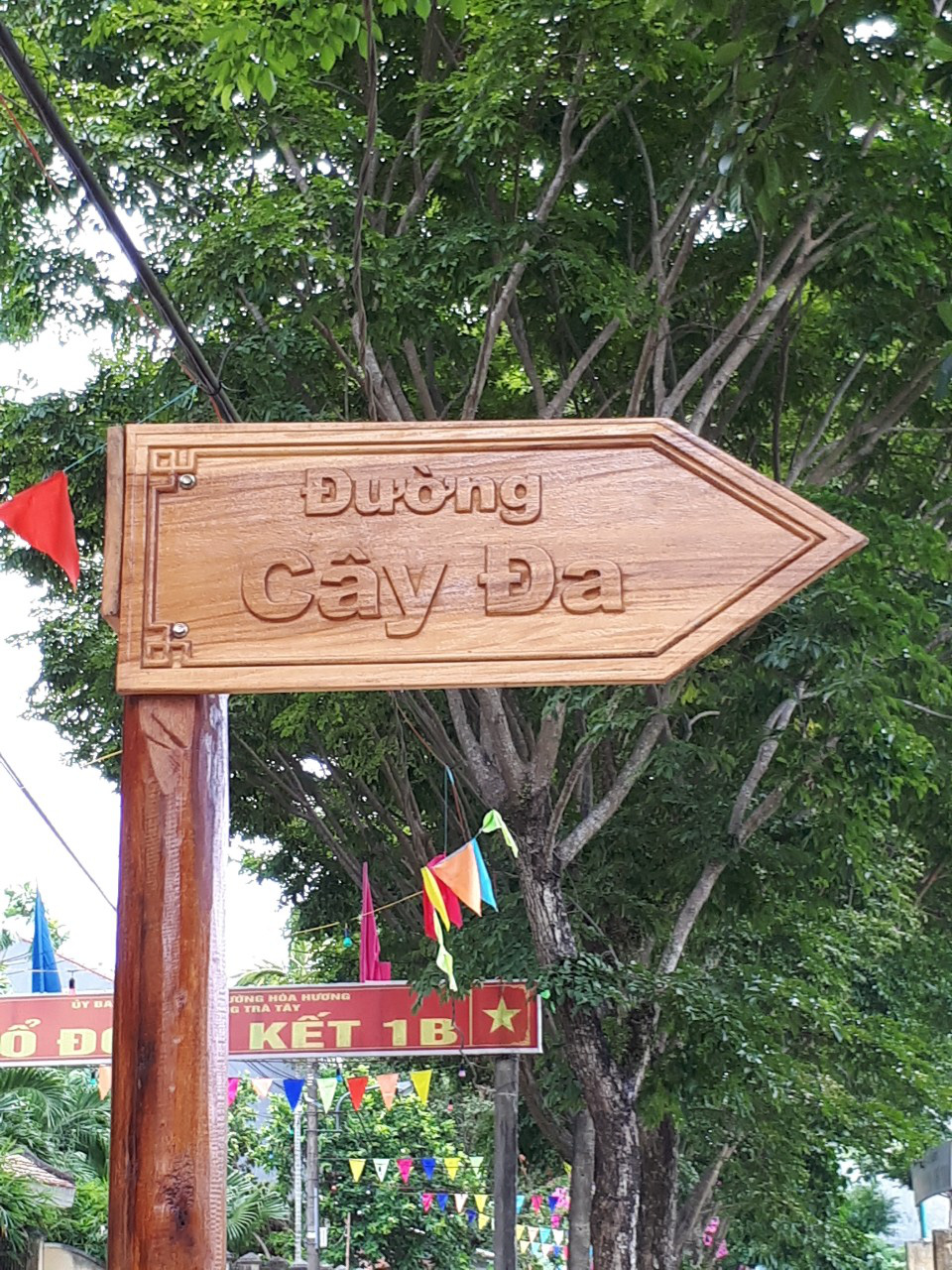 Quảng Nam: Độc đáo, rừng cừa cổ thụ toàn cây khủng giữa thành phố Tam Kỳ - Ảnh 5.