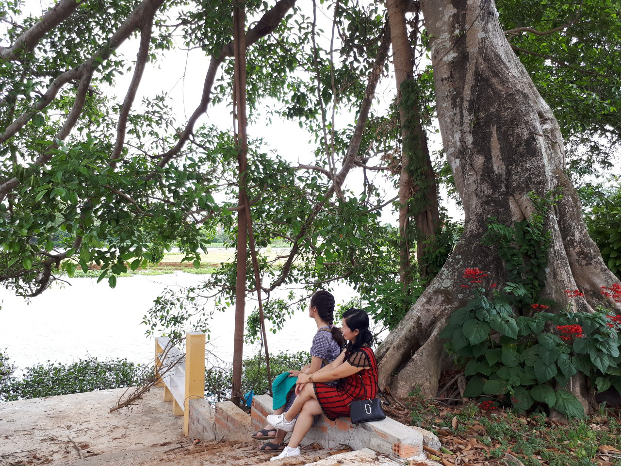 Quảng Nam: Độc đáo, rừng cừa cổ thụ toàn cây khủng giữa thành phố Tam Kỳ - Ảnh 6.