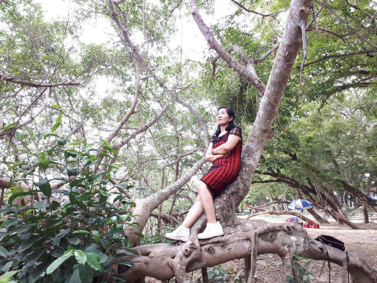 Quảng Nam: Độc đáo, rừng cừa cổ thụ toàn cây khủng giữa thành phố Tam Kỳ - Ảnh 7.
