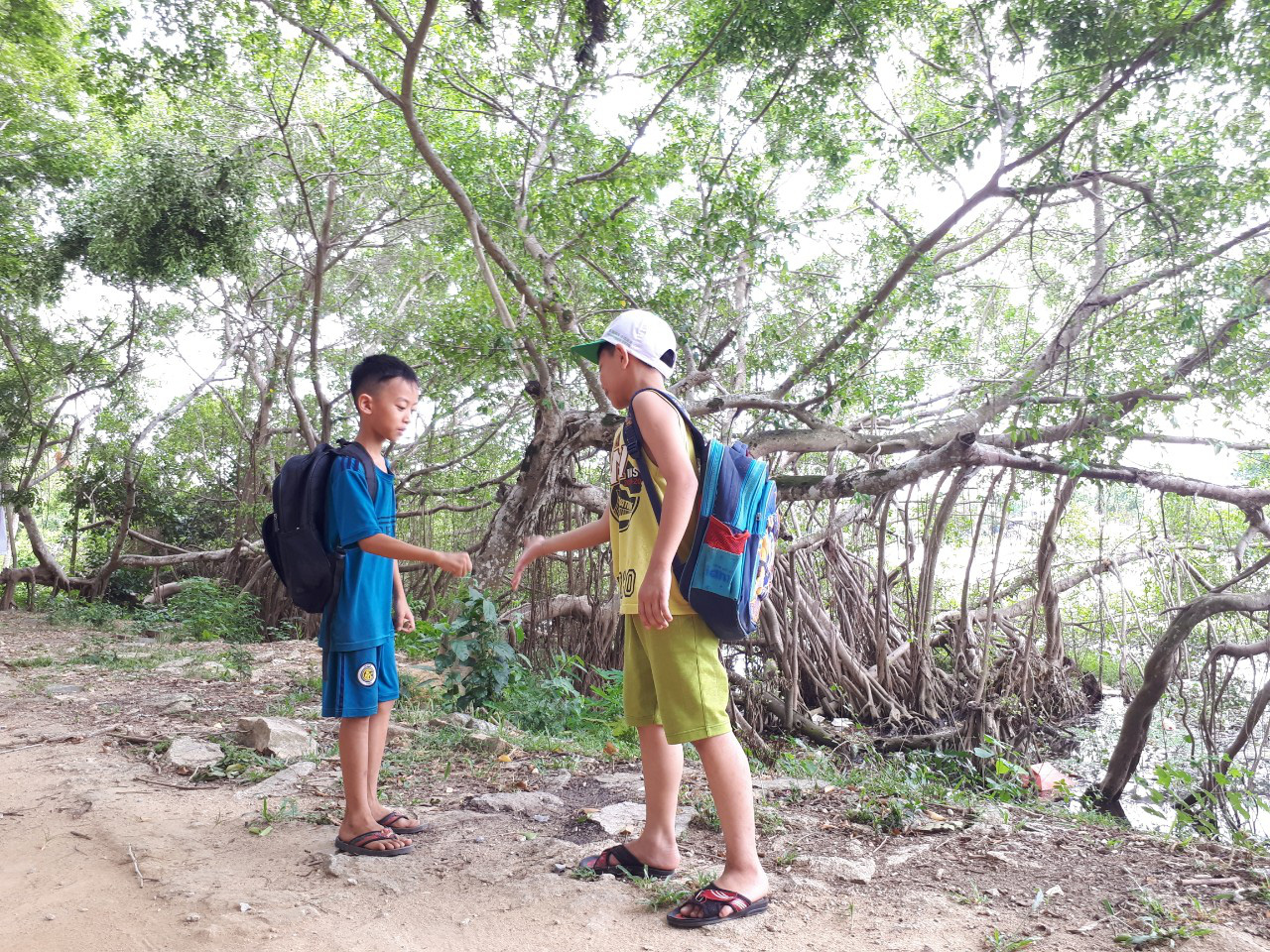 Quảng Nam: Độc đáo, rừng cừa cổ thụ toàn cây khủng giữa thành phố Tam Kỳ - Ảnh 8.