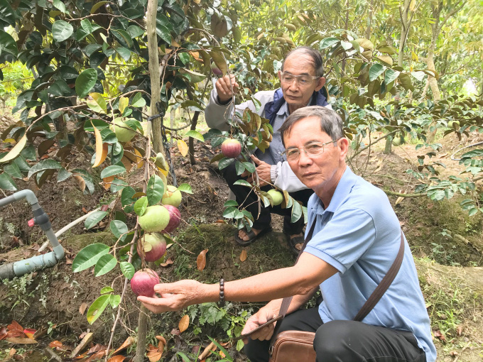 Ông nông dân Bến Tre có nhiều giống sầu riêng quý, bòn bon ăn siêu ngon, trồng là &quot;đẻ&quot; ra tiền - Ảnh 1.