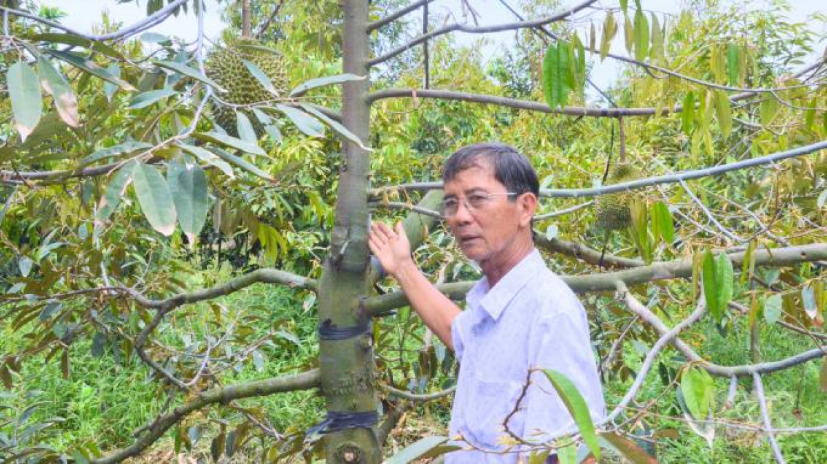 Ông nông dân Bến Tre có nhiều giống sầu riêng quý, bòn bon ăn siêu ngon, trồng là &quot;đẻ&quot; ra tiền - Ảnh 2.