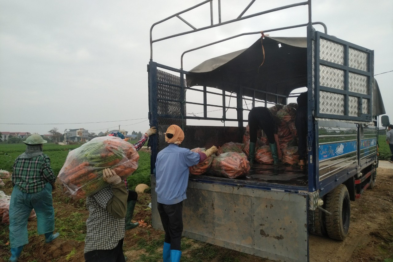 Hải Dương: Nông dân thấp thỏm vì hàng chục nghìn tấn nông sản chờ được giải cứu - Ảnh 4.